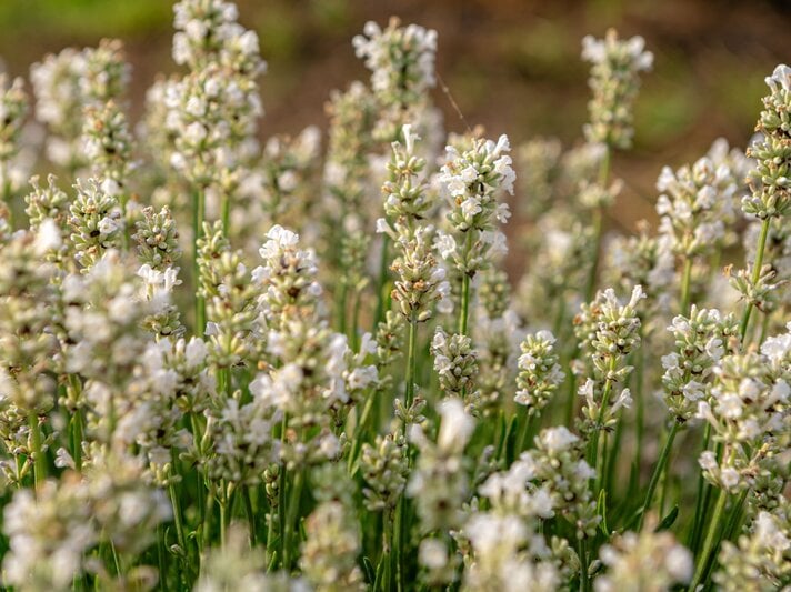 Weißer Lavendel blüht in dichten, zarten Rispen bei warmem Licht auf einer grünen Wiese vor unscharfem Hintergrund. | © Shutterstock/Vovatol