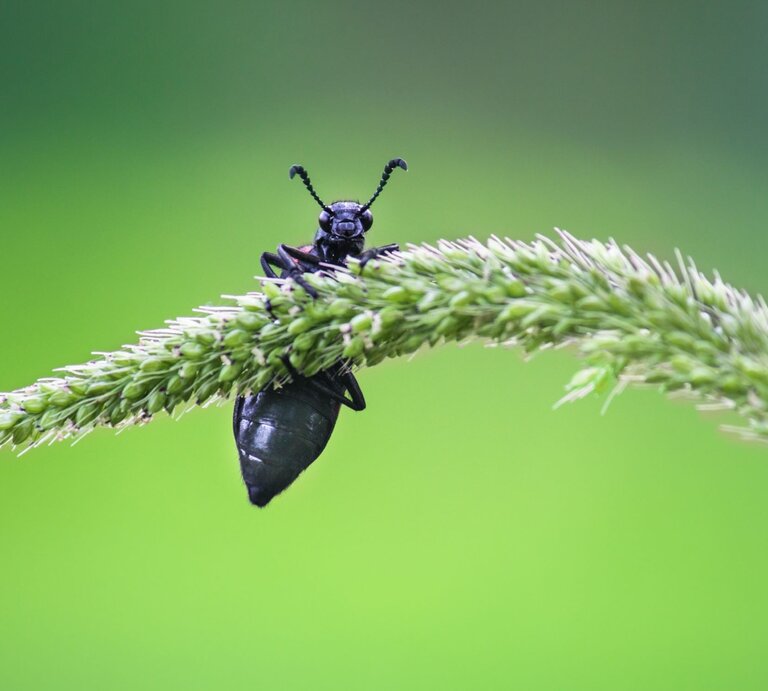 Schwarzer Käfer mit gekrümmten Fühlern sitzt auf gebogenem Grashalm vor unscharfem grünem Hintergrund. | © Adobe Stock / Robbie Ross