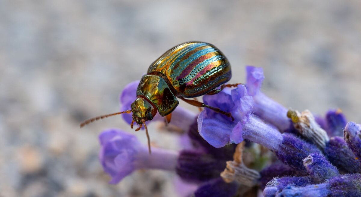 Schillernder Rosmarinkäfer mit metallisch-grünen Streifen krabbelt auf einer violett blühenden Lavendelblüte vor unscharfem Hintergrund.