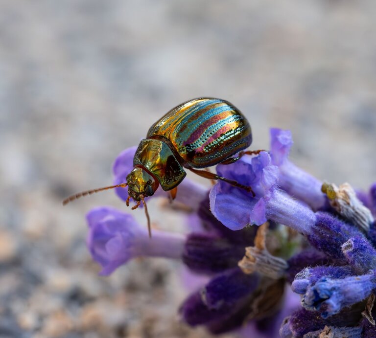 Schillernder Rosmarinkäfer mit metallisch-grünen Streifen krabbelt auf einer violett blühenden Lavendelblüte vor unscharfem Hintergrund. | © Shutterstock/Klaus Nicodem