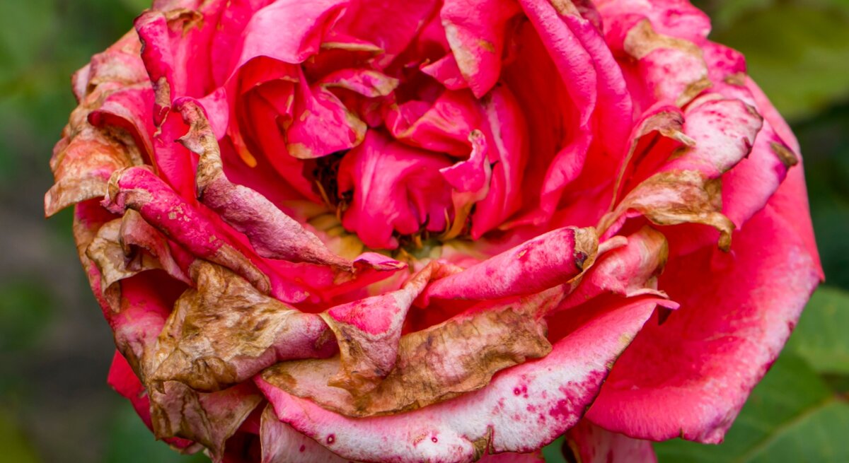 Verfaulte Blütenblätter einer einst leuchtend rosa Rose im Spätsommergarten, von Grauschimmel gezeichnet.