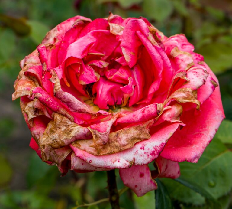 Verfaulte Blütenblätter einer einst leuchtend rosa Rose im Spätsommergarten, von Grauschimmel gezeichnet. | © AdobeStock/Iryna