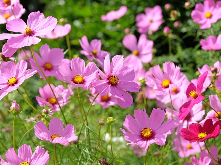 Zarte rosa Cosmeen mit gelber Mitte wiegen sich im Sonnenlicht vor dichtem, grünem Sommerlaub im Garten. | © Shutterstock/Alex Manders