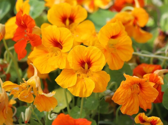 Leuchtend gelbe und orange Kapuzinerkresseblüten mit roten Adern blühen dicht an dicht vor grünem Blattwerk. | © Shutterstock/Kabar