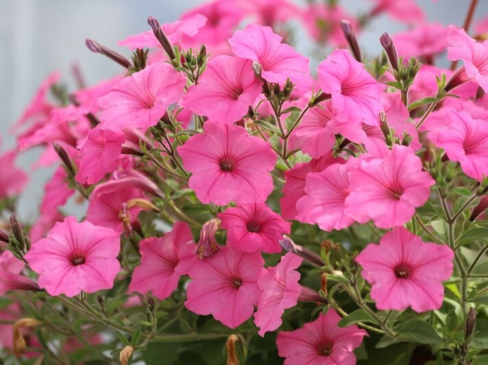 Zahlreiche pinke Petunien mit trichterförmigen Blüten blühen üppig an verzweigten Stängeln vor hellem Hintergrund. | © Shutterstock/Kabar