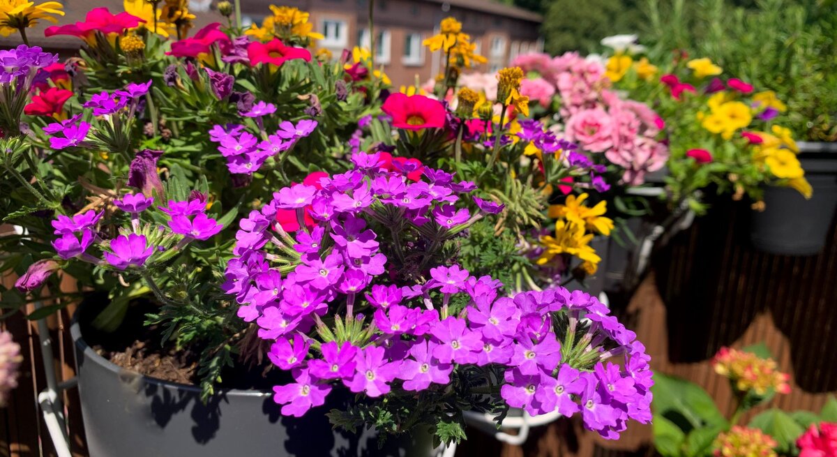 Üppige Sommerblumen in Violett, Pink und Gelb blühen in schwarzen Töpfen auf einem sonnigen Balkon vor Backsteingebäude.