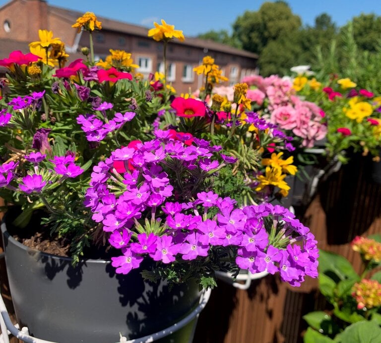 Üppige Sommerblumen in Violett, Pink und Gelb blühen in schwarzen Töpfen auf einem sonnigen Balkon vor Backsteingebäude. | © Shutterstock/Lapa Smile