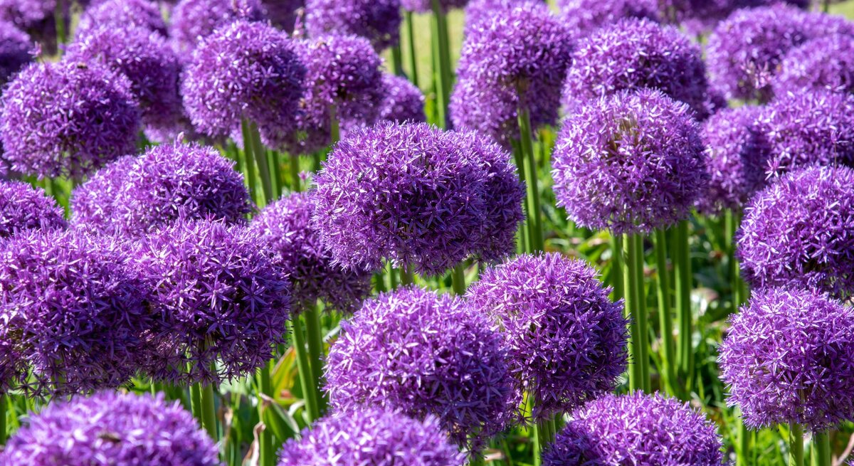 Dichtes Feld violetter Alliumblüten mit kugelförmigen Dolden auf hohen, grünen Stielen bei hellem Sonnenlicht.