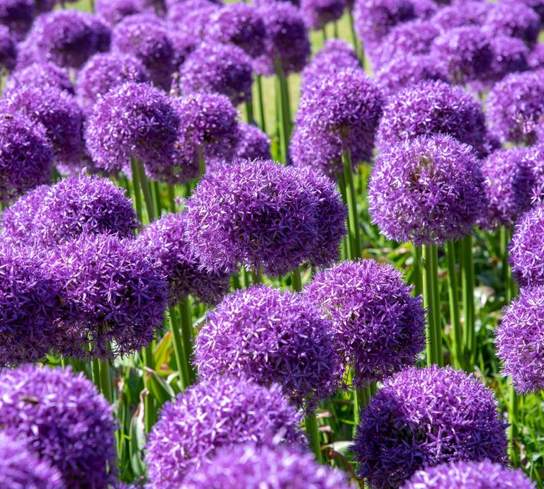 Dichtes Feld violetter Alliumblüten mit kugelförmigen Dolden auf hohen, grünen Stielen bei hellem Sonnenlicht. | © AdobeStock/photology1971