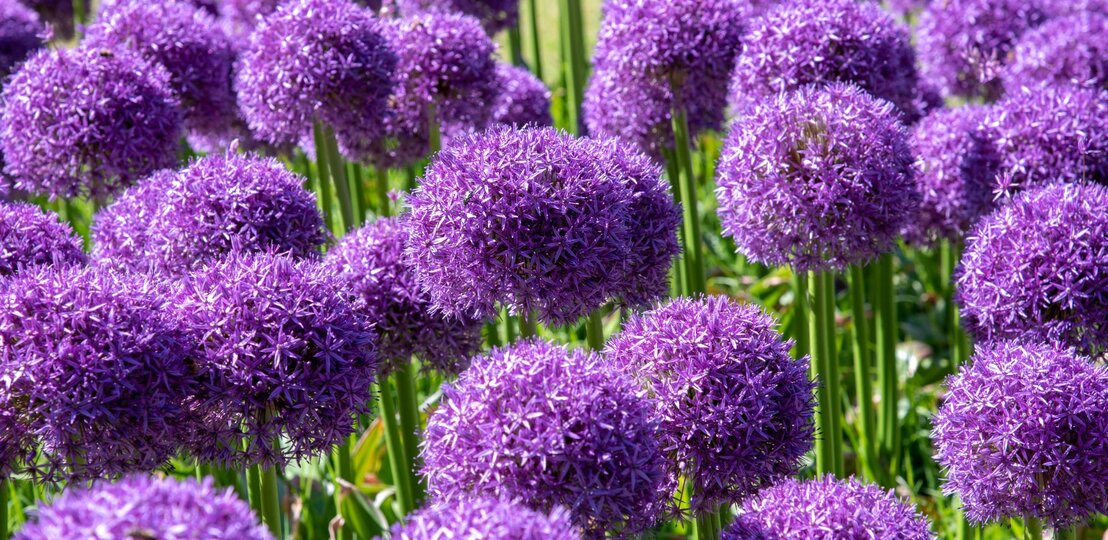 Dichtes Feld violetter Alliumblüten mit kugelförmigen Dolden auf hohen, grünen Stielen bei hellem Sonnenlicht. | © AdobeStock/photology1971