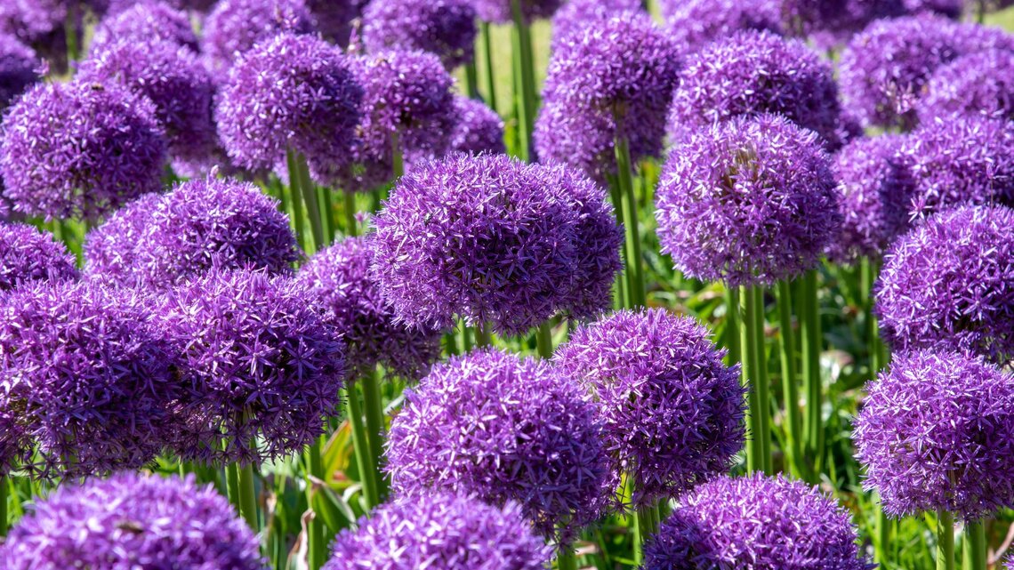 Allium pflanzen und staunen: Der Zierlauch-Trick fr kugelrunde Blten