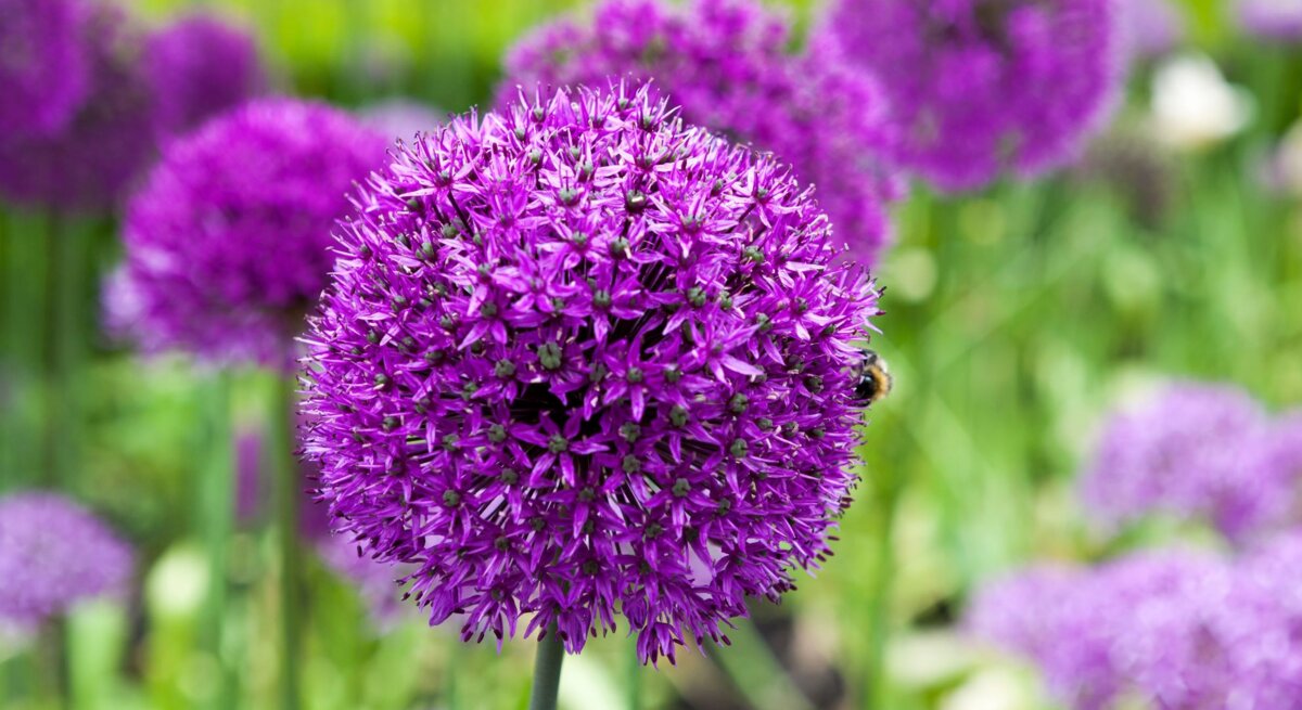 Eine einzelne violette Allium-Blüte im Fokus, mit einer Biene am Rand, vor unscharfem grün-lila Blütenhintergrund.