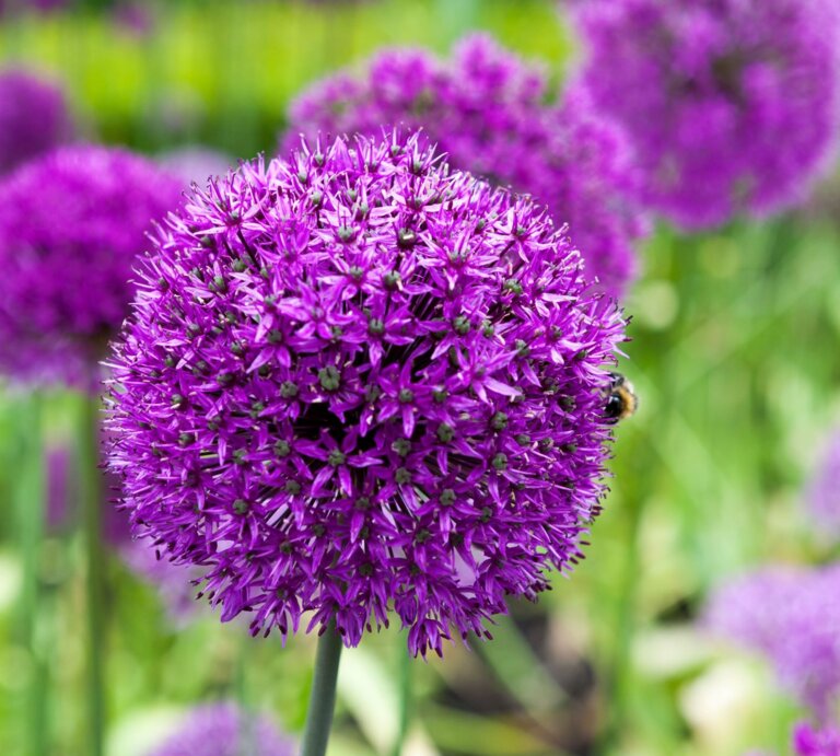 Eine einzelne violette Allium-Blüte im Fokus, mit einer Biene am Rand, vor unscharfem grün-lila Blütenhintergrund. | © AdobeStock/Will Perrett