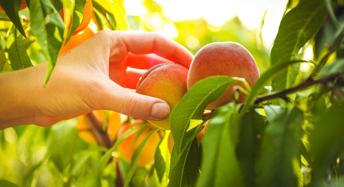 Eine helle Hand greift im Sonnenlicht vorsichtig nach zwei reifen Pfirsichen an einem belaubten Ast im Obstgarten.
