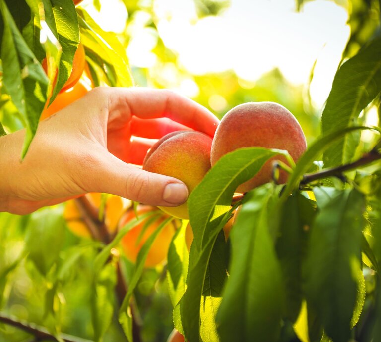 Eine helle Hand greift im Sonnenlicht vorsichtig nach zwei reifen Pfirsichen an einem belaubten Ast im Obstgarten. | © AdobeStock/ Africa Studio
