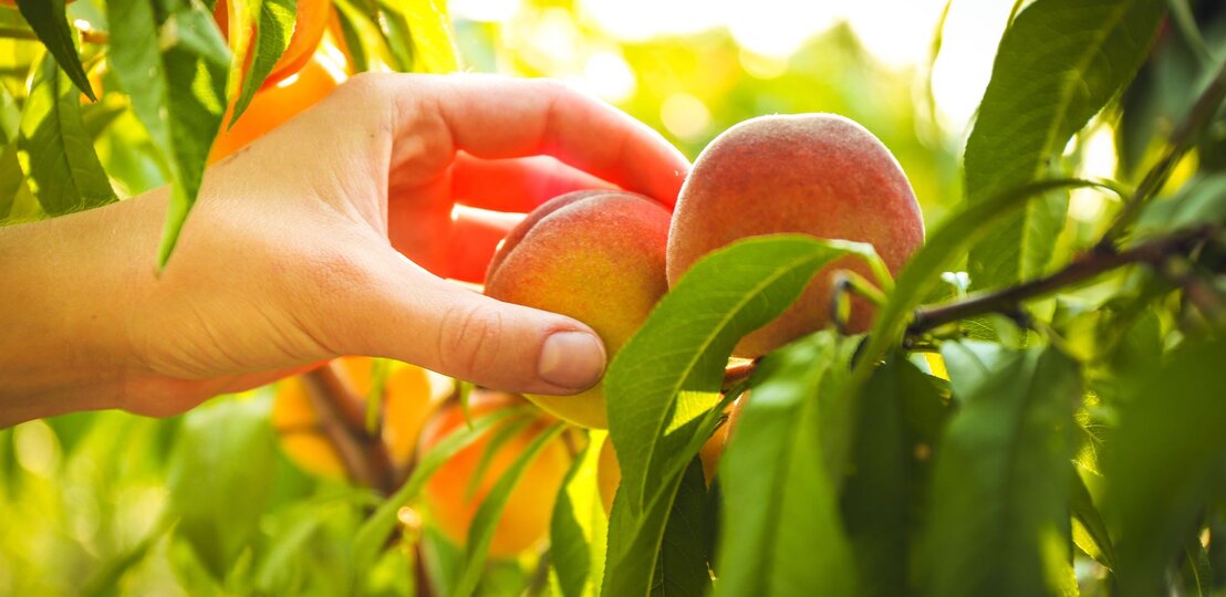 Eine helle Hand greift im Sonnenlicht vorsichtig nach zwei reifen Pfirsichen an einem belaubten Ast im Obstgarten. | © AdobeStock/ Africa Studio