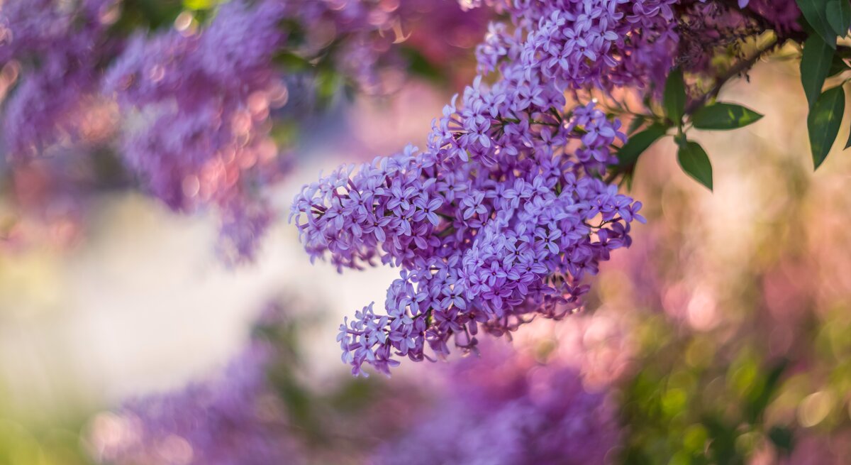 Flieder blüht violett