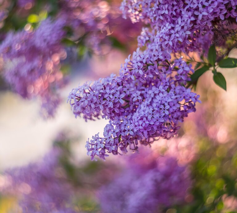 Flieder blüht violett | © Getty Images/Arina_Bogachyova