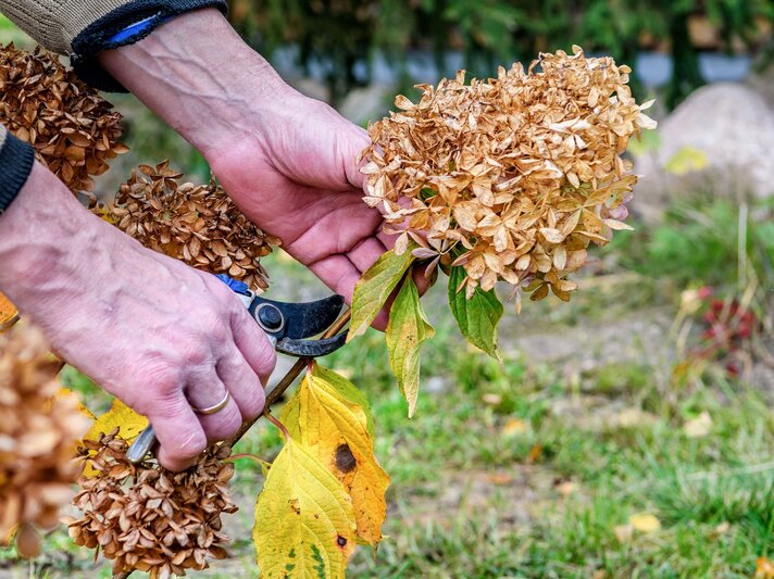 Zwei Hände mit Gartenschere schneiden im Herbst eine verblühte, braune Hortensienblüte über gelb verfärbtem Laub. | © Shutterstock/Tequiero