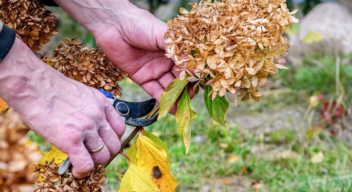 Zwei Hände mit Gartenschere schneiden im Herbst eine verblühte, braune Hortensienblüte über gelb verfärbtem Laub.