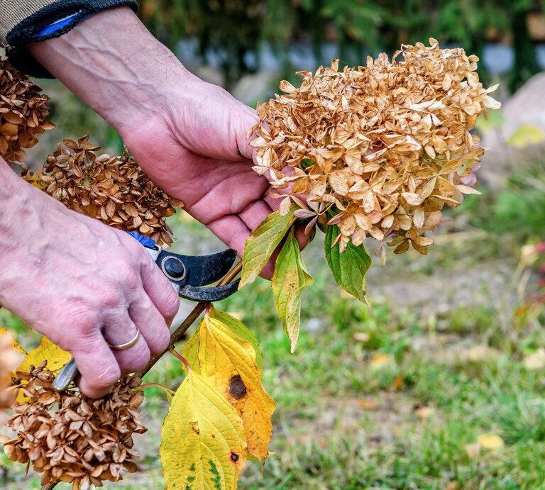 Zwei Hände mit Gartenschere schneiden im Herbst eine verblühte, braune Hortensienblüte über gelb verfärbtem Laub. | © Shutterstock/Tequiero