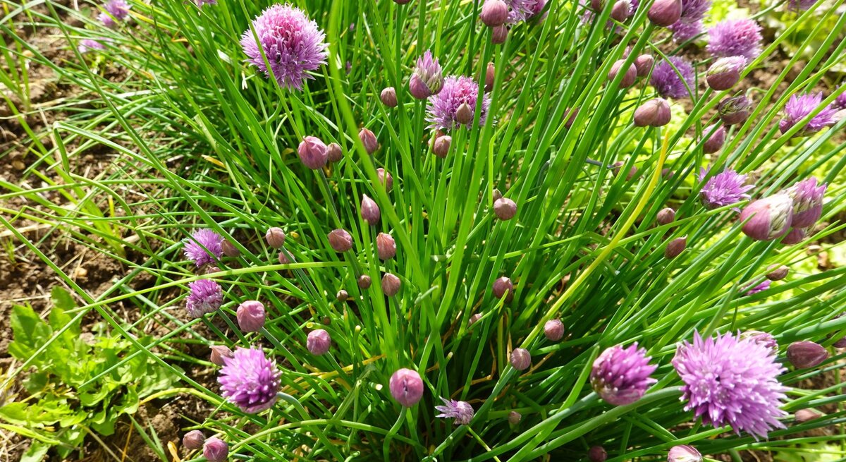 Dichtes Büschel Schnittlauch mit violetten Blütenkugeln und Knospen auf lockerem, braunem Gartenboden bei Sonnenschein.