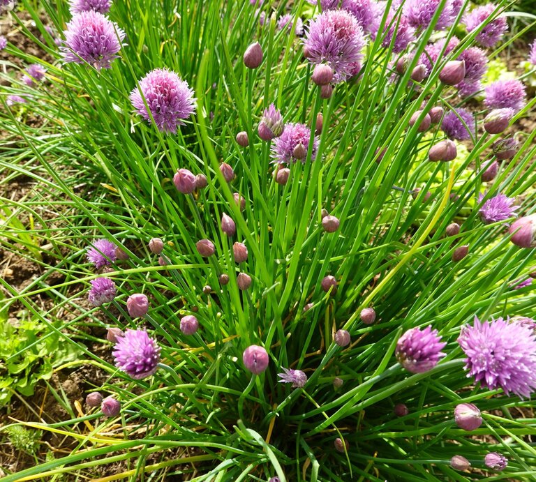 Dichtes Büschel Schnittlauch mit violetten Blütenkugeln und Knospen auf lockerem, braunem Gartenboden bei Sonnenschein. | © Shutterstock/La Huertina De Toni