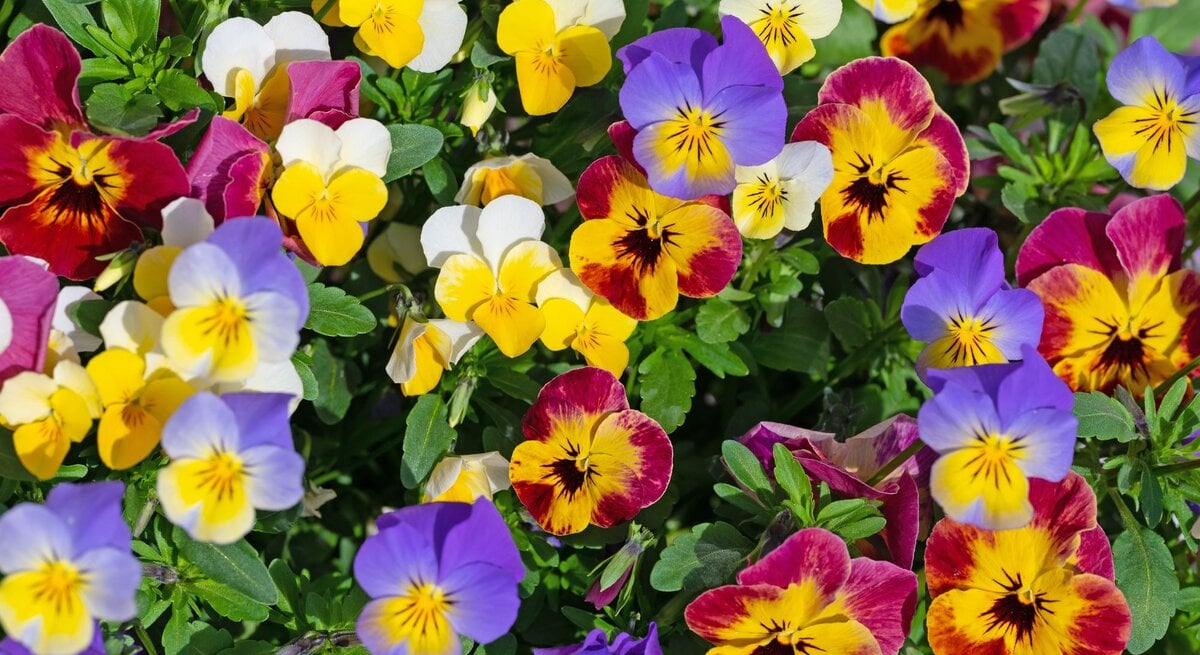 Dichtes Beet aus Hornveilchen in Violett, Gelb, Weiß und Rot, blühend in voller Pracht zwischen frischem grünen Laub.