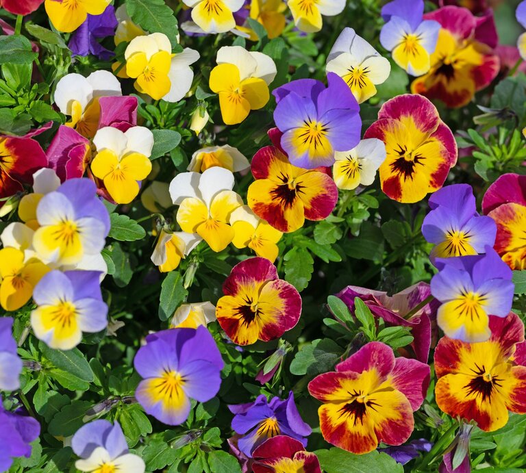Dichtes Beet aus Hornveilchen in Violett, Gelb, Weiß und Rot, blühend in voller Pracht zwischen frischem grünen Laub. | © AdobeStock/M. Schuppich