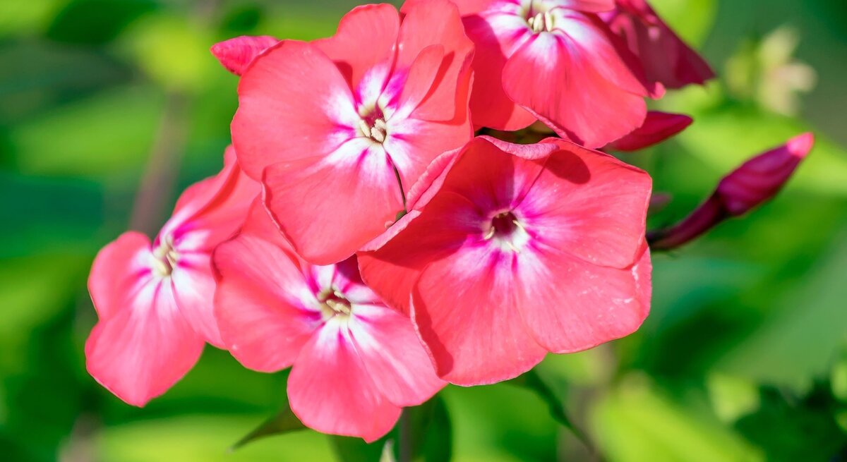 Leuchtend pinke Phloxblüten mit weißem Zentrum blühen vor unscharfem grünem Hintergrund in der Sommersonne.