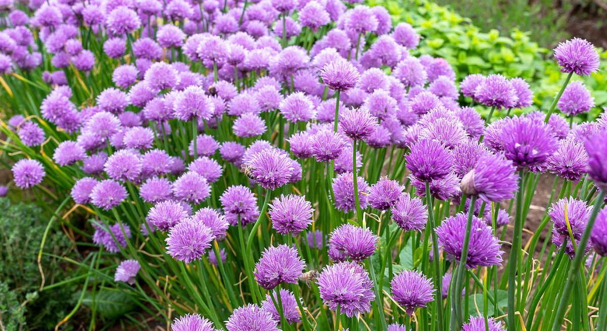 Dichtes Beet mit blühendem Schnittlauch: zahllose violette Blütenkugeln auf langen grünen Stängeln im Gartenbeet.