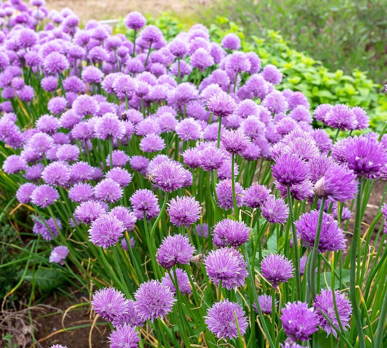 Dichtes Beet mit blühendem Schnittlauch: zahllose violette Blütenkugeln auf langen grünen Stängeln im Gartenbeet. | © Shutterstock/Andrejs Marcenko