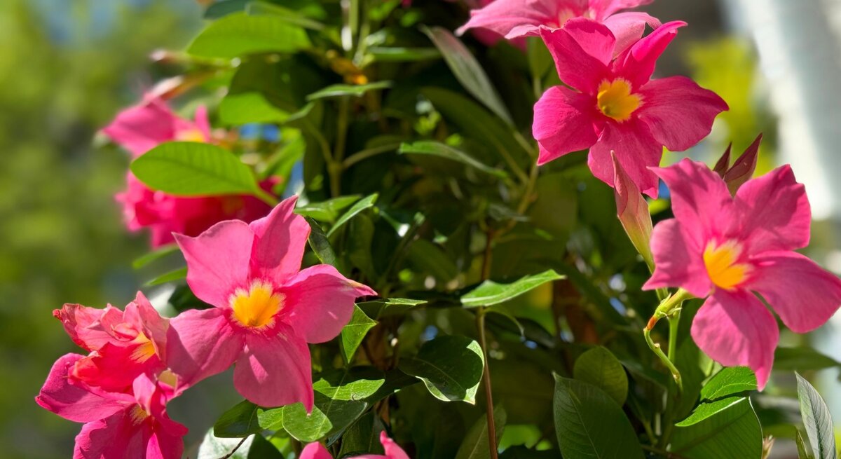 Leuchtend pinke Dipladenia-Blüten mit gelber Mitte ranken sich im Sonnenlicht an grünem Laub vor unscharfem Hintergrund.
