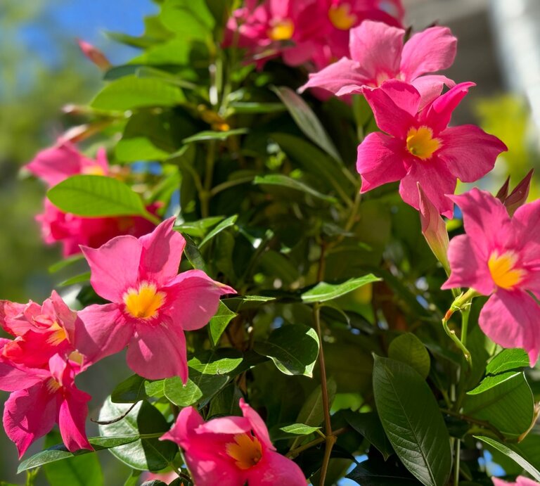 Leuchtend pinke Dipladenia-Blüten mit gelber Mitte ranken sich im Sonnenlicht an grünem Laub vor unscharfem Hintergrund. | © Shutterstock/Lialina Olena