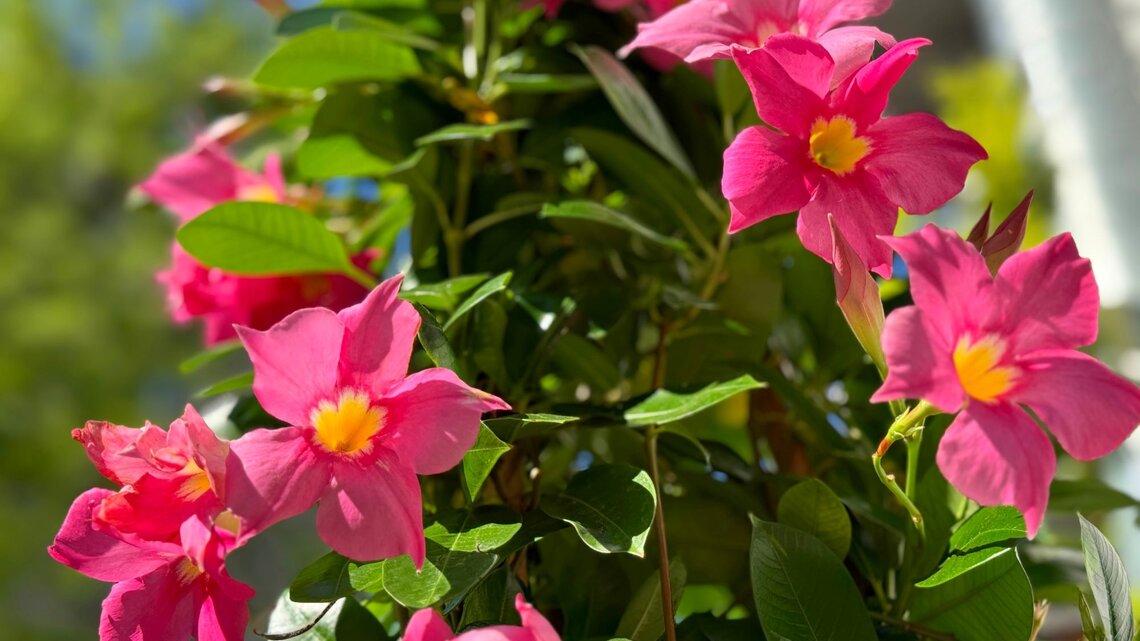 Standort fr Dipladenia: Wo die Mandevilla am besten wchst