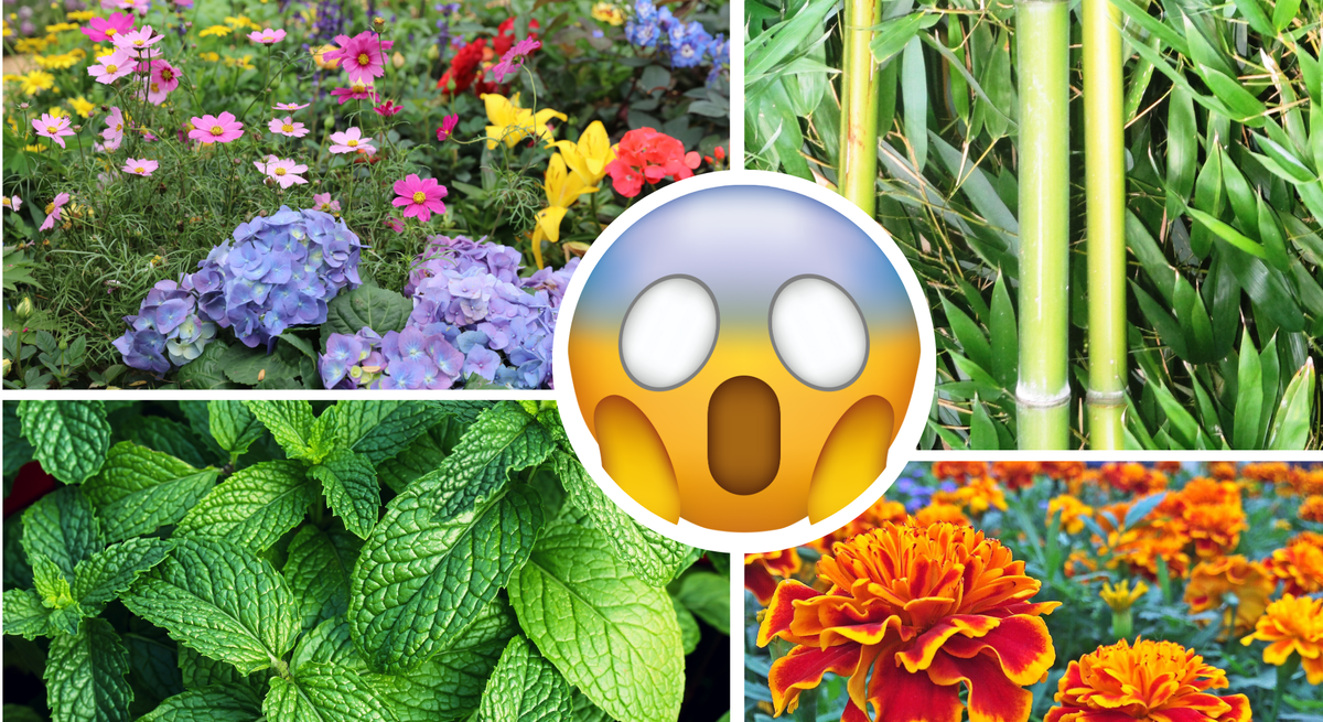 Collage mit Bambus, Minze, Studentenblumen und Sommerblumen, in der Mitte ein schockiertes Emoji als Warnsymbol platziert.