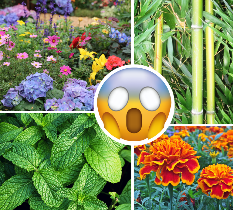 Collage mit Bambus, Minze, Studentenblumen und Sommerblumen, in der Mitte ein schockiertes Emoji als Warnsymbol platziert. | © Canva/Collage: BILD der FRAU 