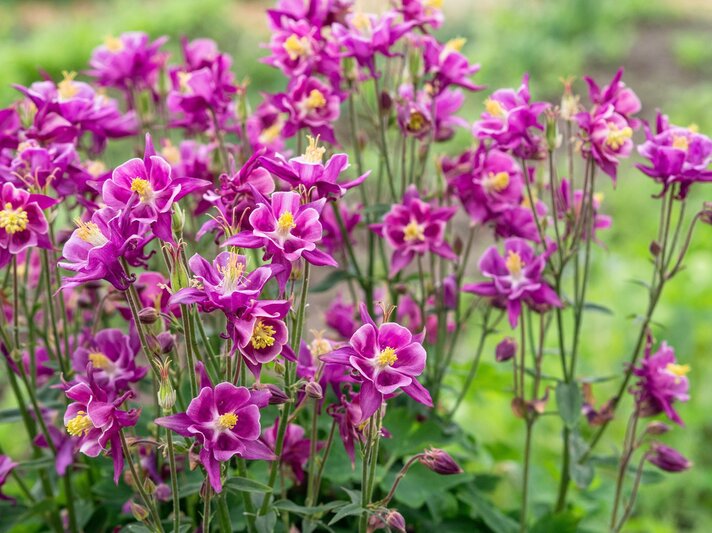 Üppige Akelei mit purpurrosa Blüten und gelben Staubgefäßen blüht aufrecht in einem grünen, leicht verschwommenen Gartenhintergrund. | © Shutterstock/mcajan