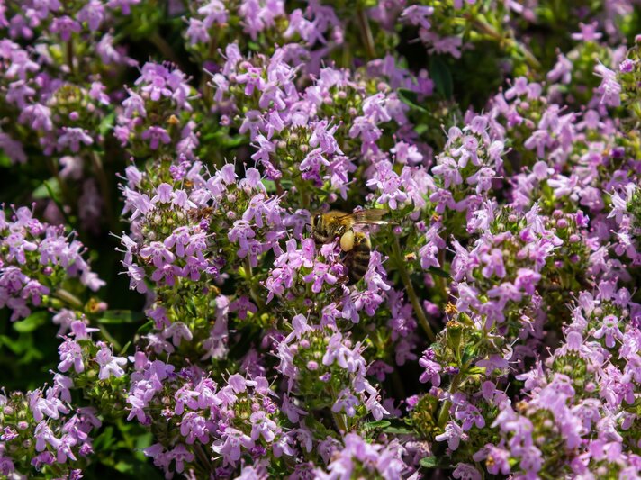 Eine Honigbiene mit vollen Pollenhöschen sammelt Nektar auf üppig blühendem Thymian mit dichten, zartlila Blüten. | © Shutterstock/olko1975