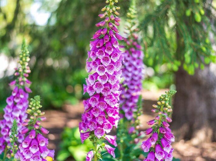 Hohe Fingerhutpflanzen mit leuchtend violetten, gefleckten Blütenglocken blühen im lichten Halbschatten unter Nadelbäumen. | © Shutterstock/Kristen Prahl