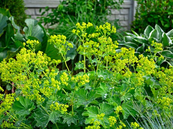 Leuchtend gelber Frauenmantel mit gezackten Blättern und Tautropfen wächst üppig in einem schattigen Gartenbeet. | © Shutterstock/Kateej