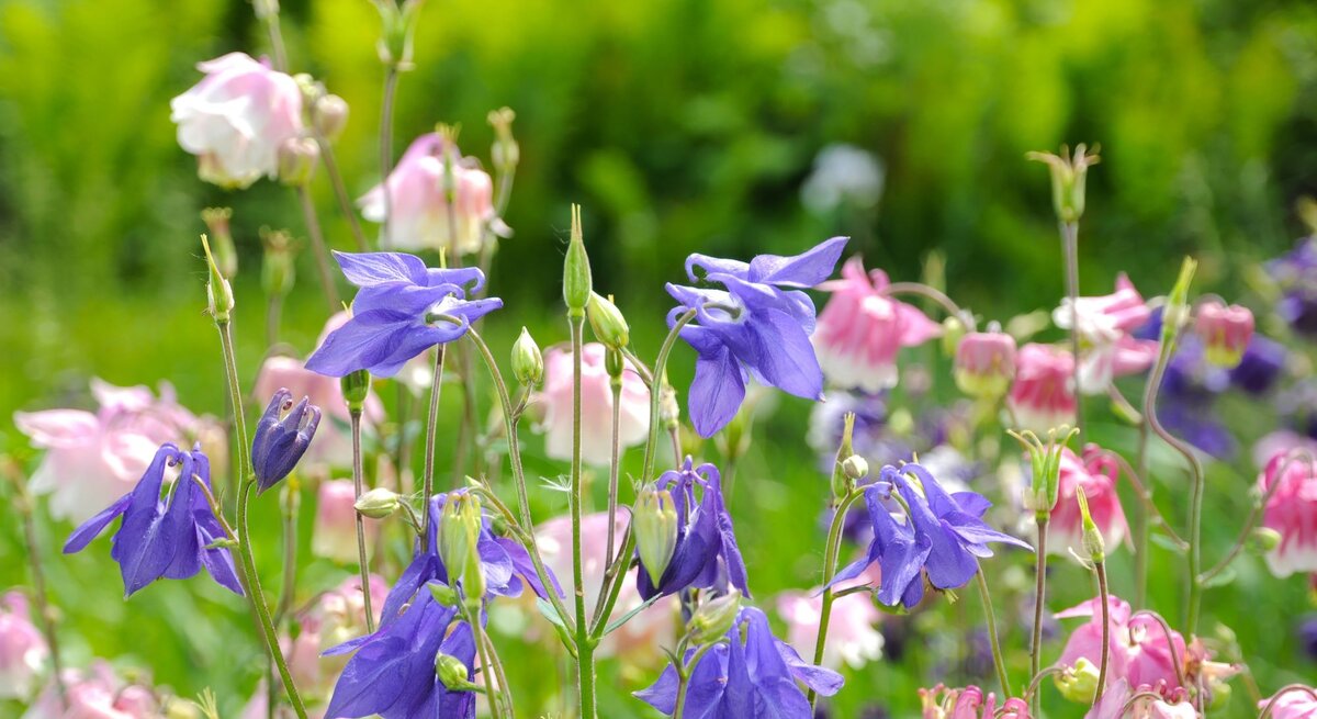 Lila und rosa Akeleiblüten mit zarten Glockenkelchen wiegen sich im Sonnenlicht vor leuchtend grünem Gartenhintergrund.
