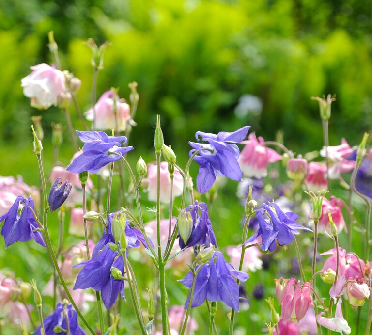 Lila und rosa Akeleiblüten mit zarten Glockenkelchen wiegen sich im Sonnenlicht vor leuchtend grünem Gartenhintergrund. | © Adobe Stock/ Mikhail Yakovenko