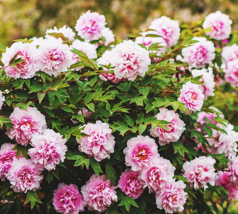 Pfingstrosen in der Sonne. | © AdobeStock