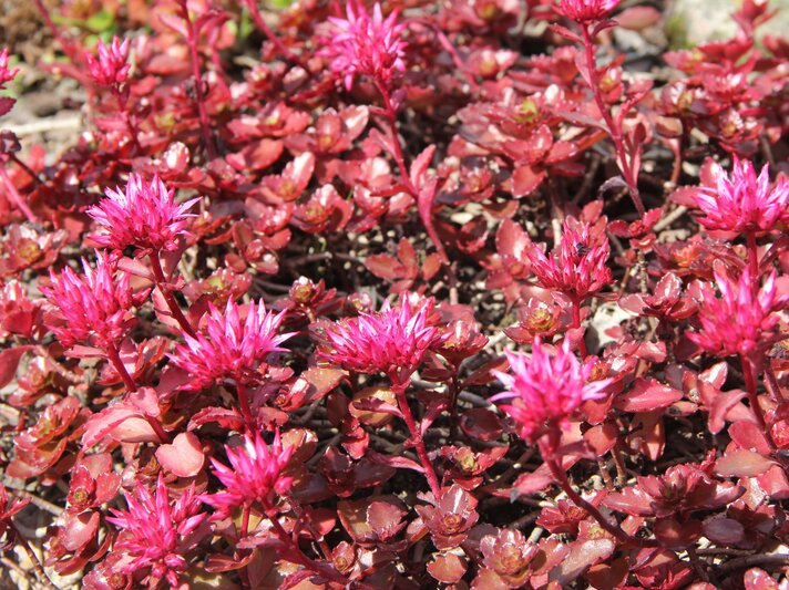Dicht wachsende, kriechende Fetthennen mit glänzenden, roten Blättern und leuchtend pinken Blüten im Sonnenlicht. | © Shutterstock/Red-Diamond