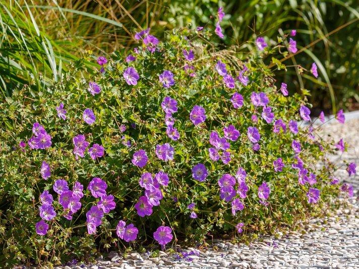 Üppig blühender Storchschnabel ‘Rozanne’ mit zahlreichen violett-blauen Blüten vor grünem Laub an einem Kiesweg. | © Shutterstock/Flower_Garden