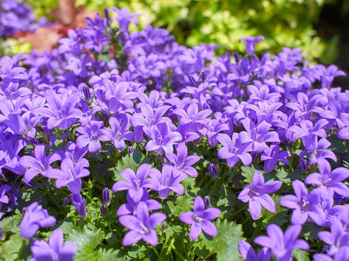 Dicht gedrängte Polster-Glockenblumen mit unzähligen violetten Blüten leuchten in der Sommersonne vor grünem Laub. | © Shutterstock/Irene Fox