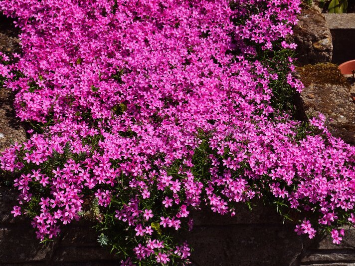 Üppig blühender Teppich-Phlox mit hunderten pinken Blüten breitet sich über eine alte Steinmauer in der Sonne aus. | © Shutterstock/vladdon