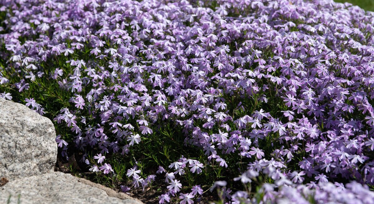 Dichter Wuchs zarter, violetter Polsterblumen breitet sich aus, flankiert von groben Natursteinen und umgeben von frischem Grün.