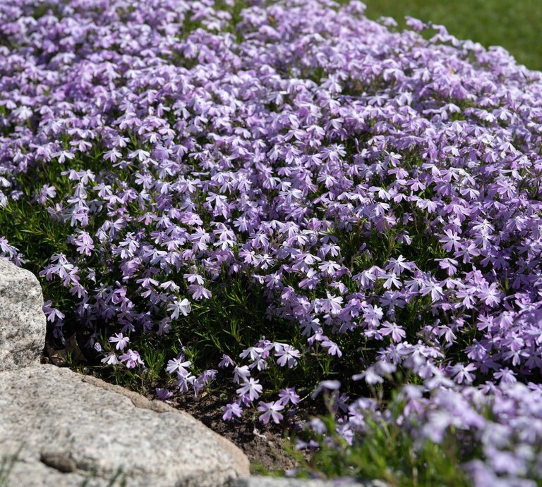 Dichter Wuchs zarter, violetter Polsterblumen breitet sich aus, flankiert von groben Natursteinen und umgeben von frischem Grün. | © Adobe Stock/  Jacek Pochanke